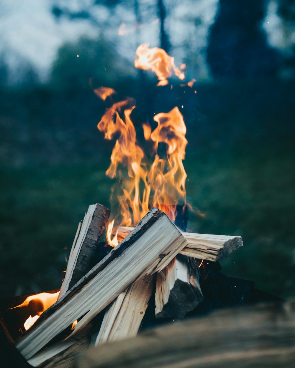 a fire burning in the middle of a forest