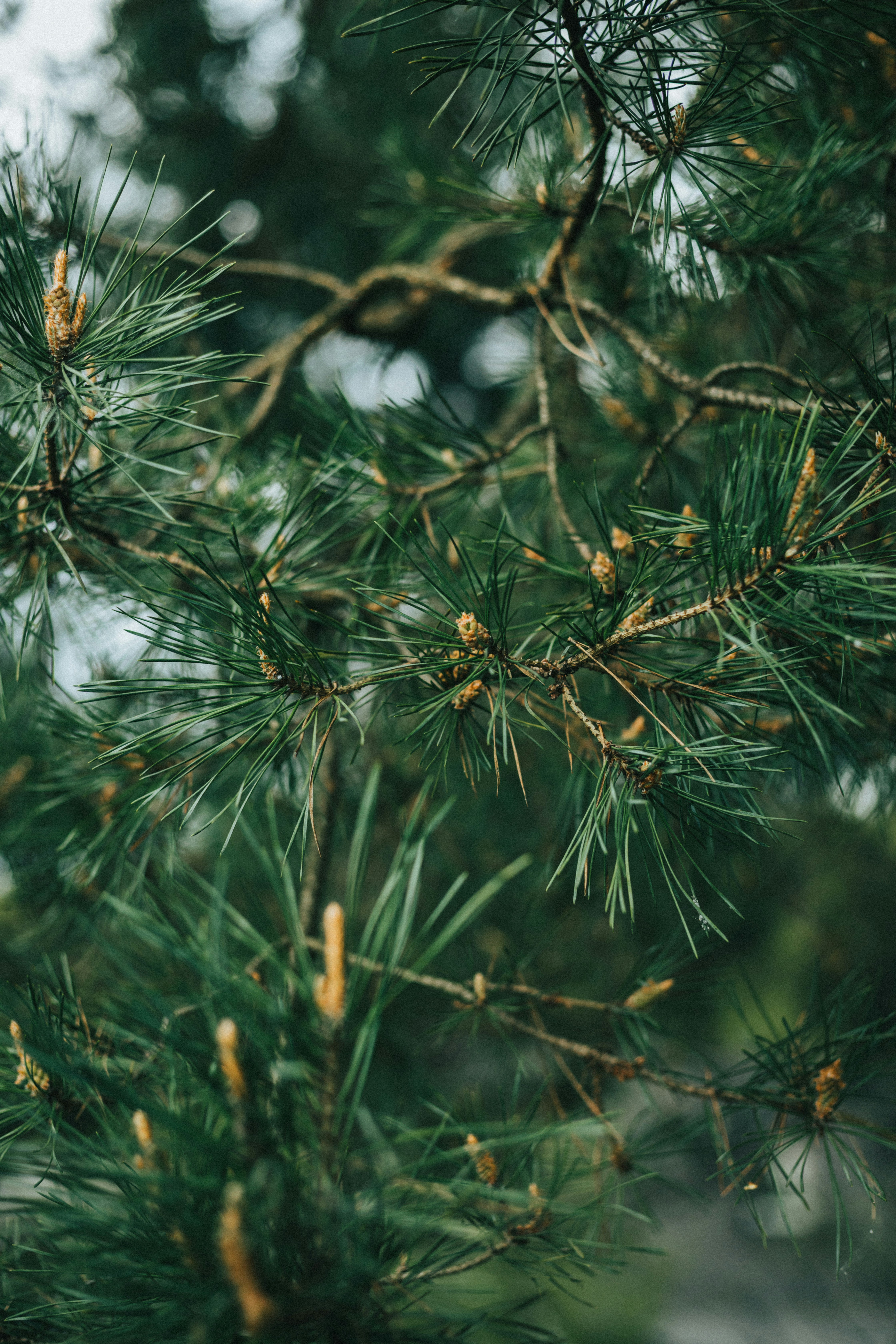 a bird perched on top of a pine tree