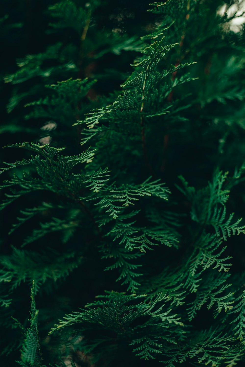 a close up of a pine tree with green needles