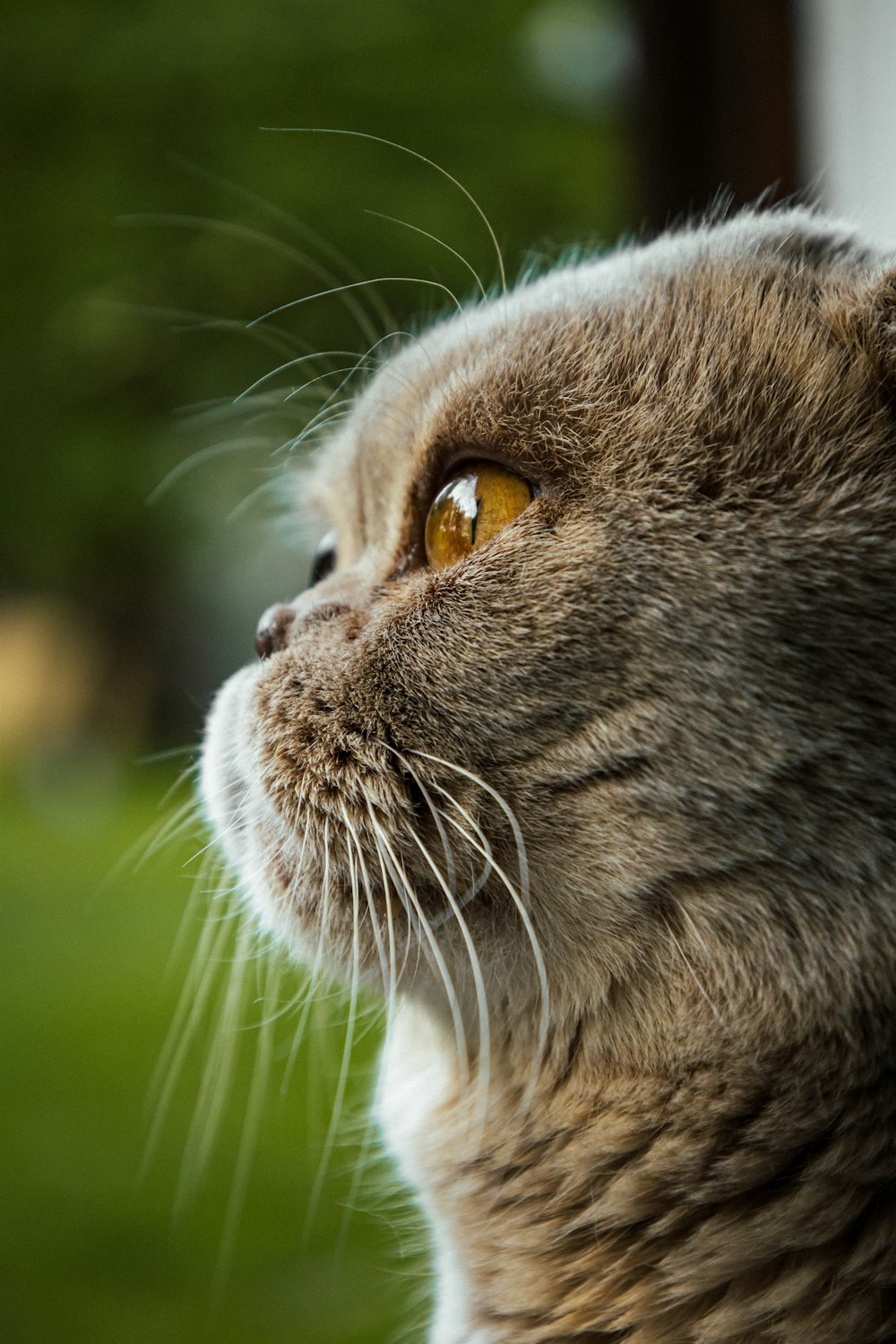 a close up of a cat looking off into the distance