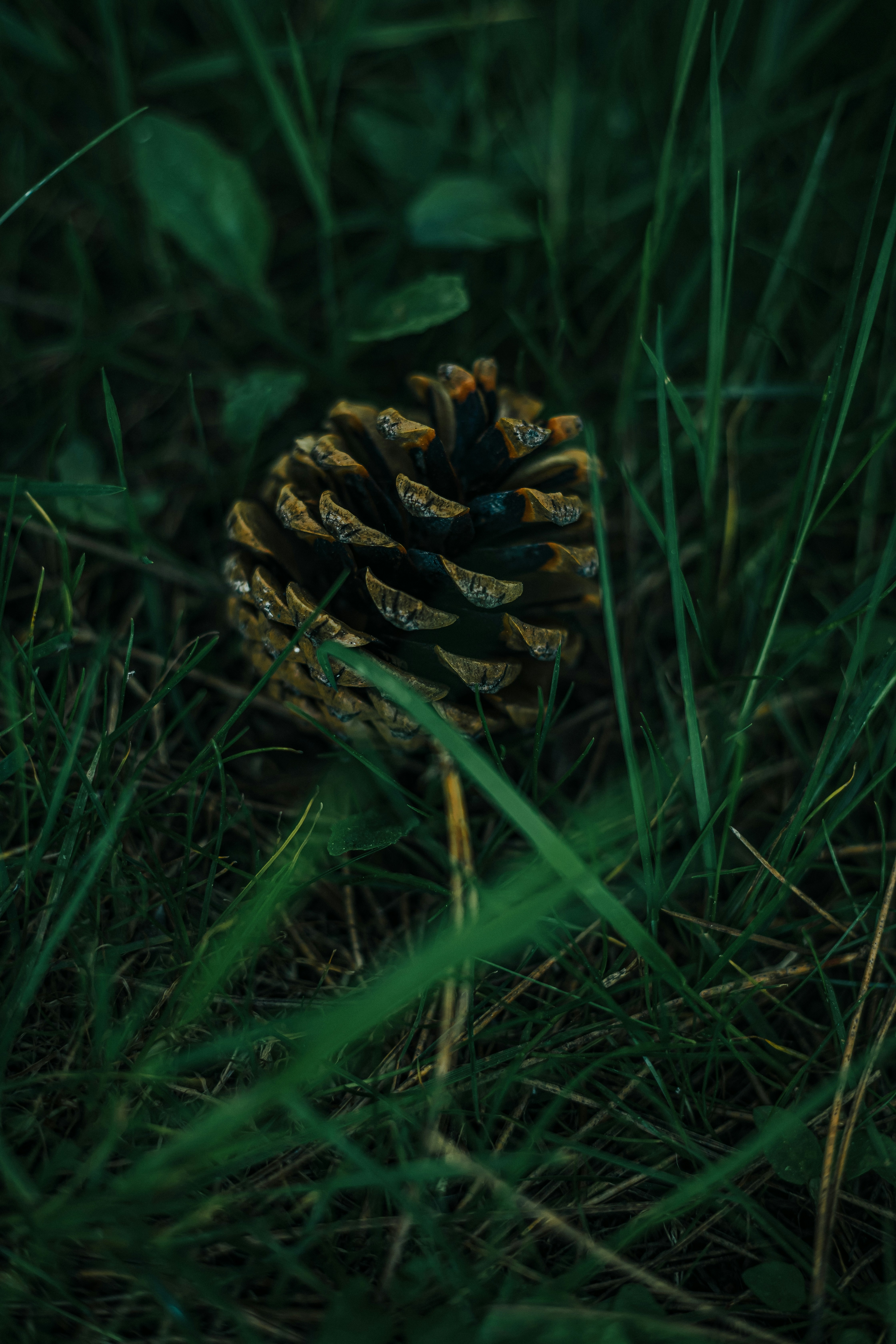 a small pine cone sitting in the grass