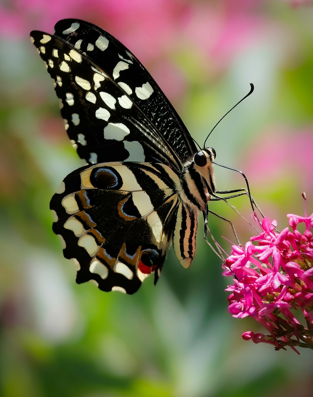 a black and white butterfly sitting on a pink flower