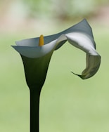 a close up of a flower with a blurry background