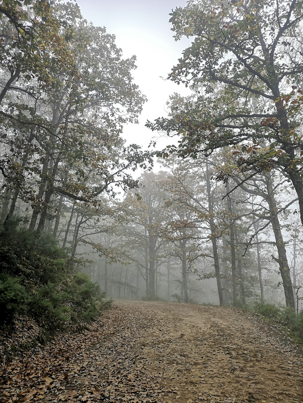 a dirt road surrounded by trees and leaves