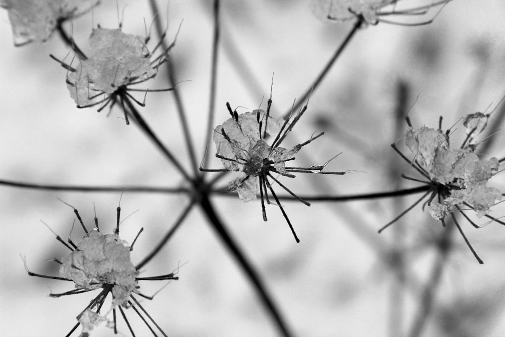 a black and white photo of some flowers