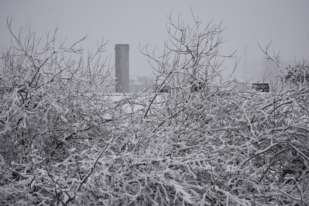 a snow covered bush with a factory in the background