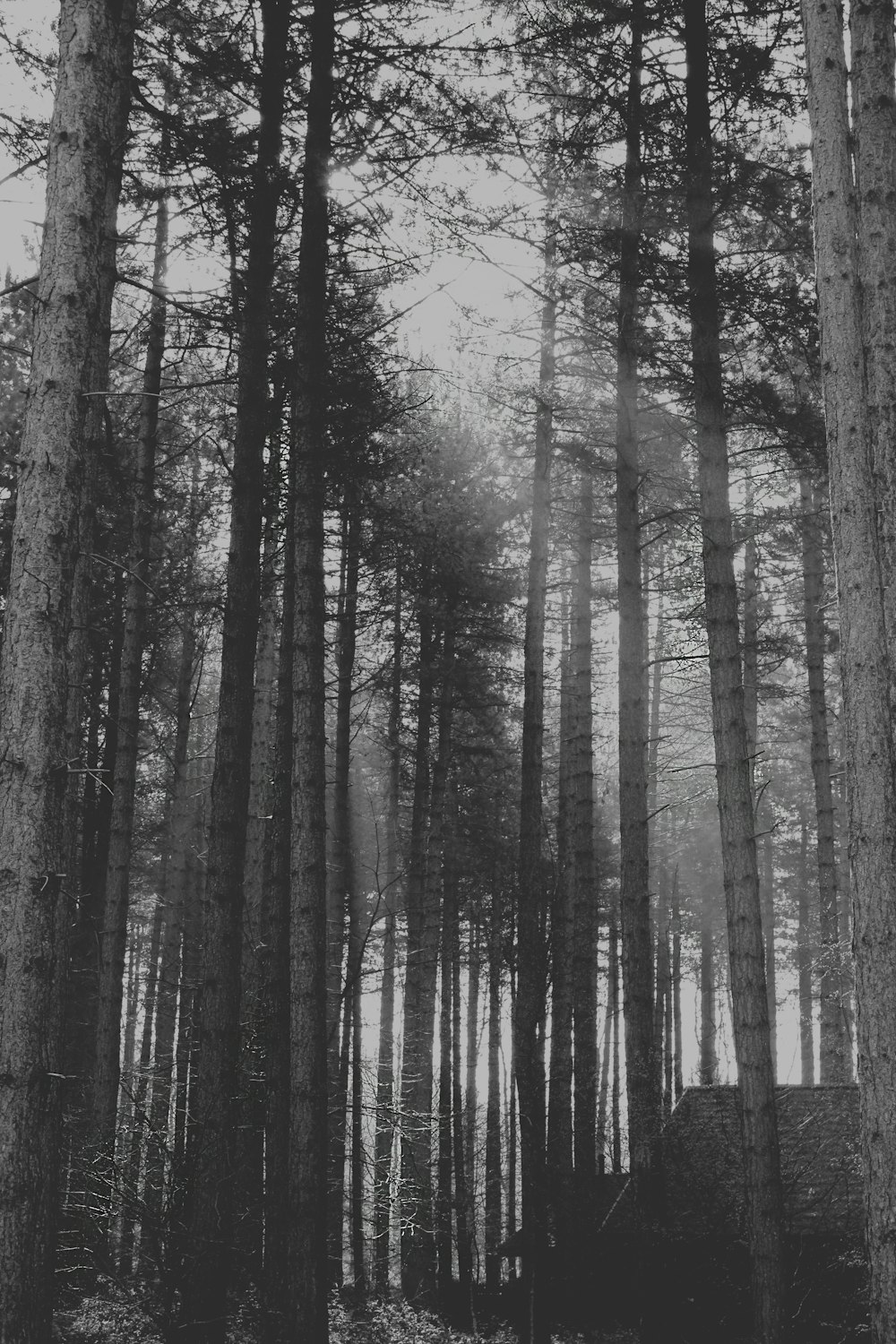 a forest filled with lots of tall trees