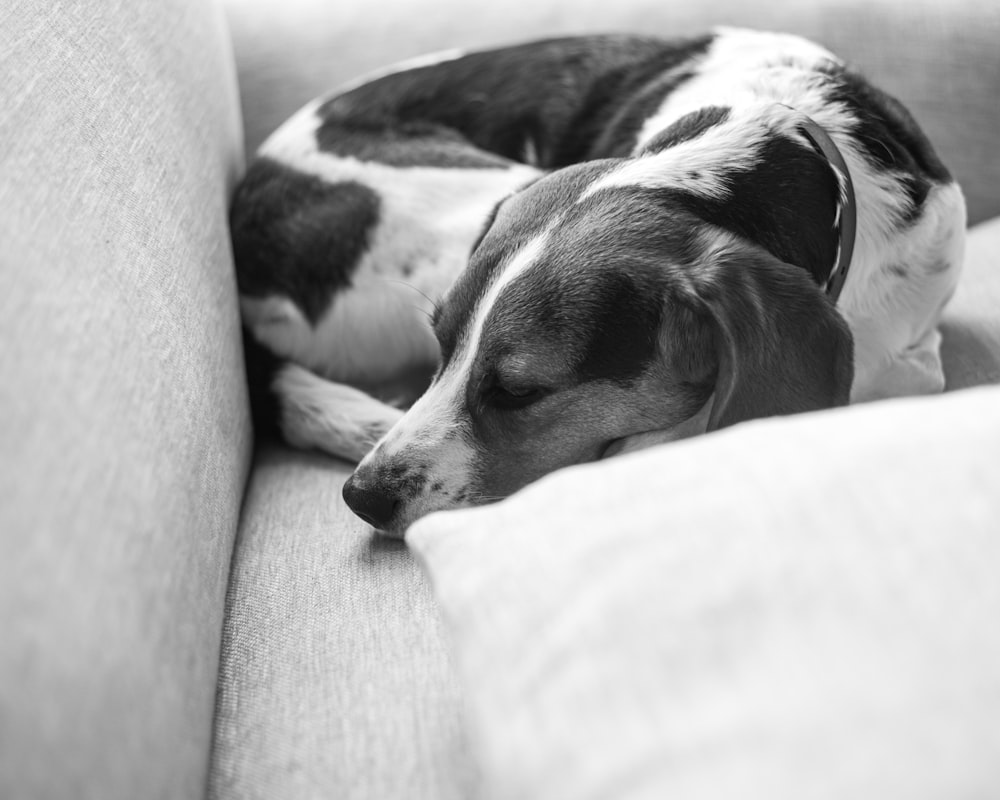 a black and white dog sleeping on a couch