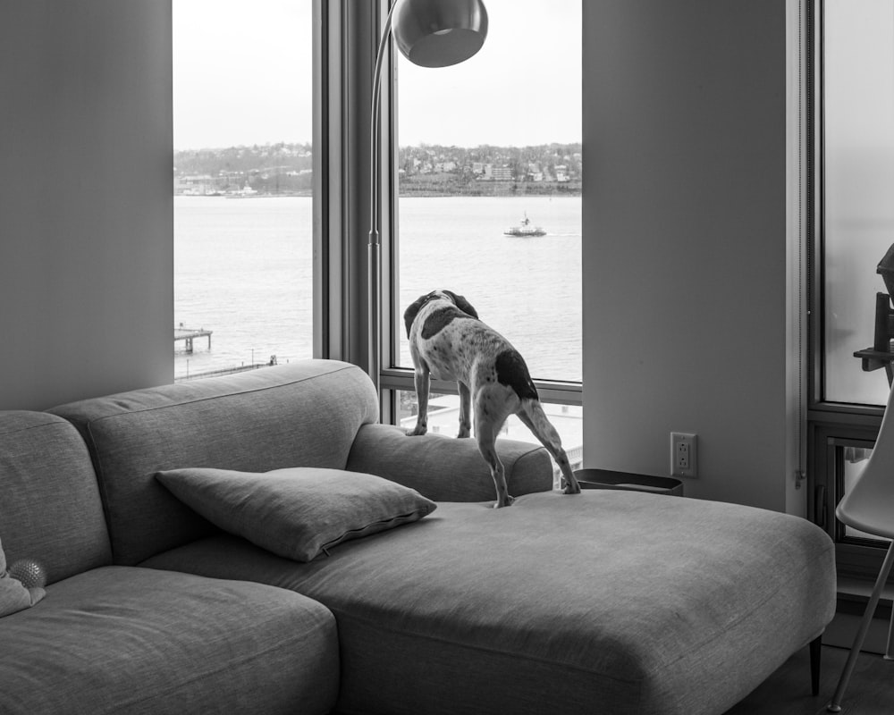 a black and white photo of a dog looking out a window