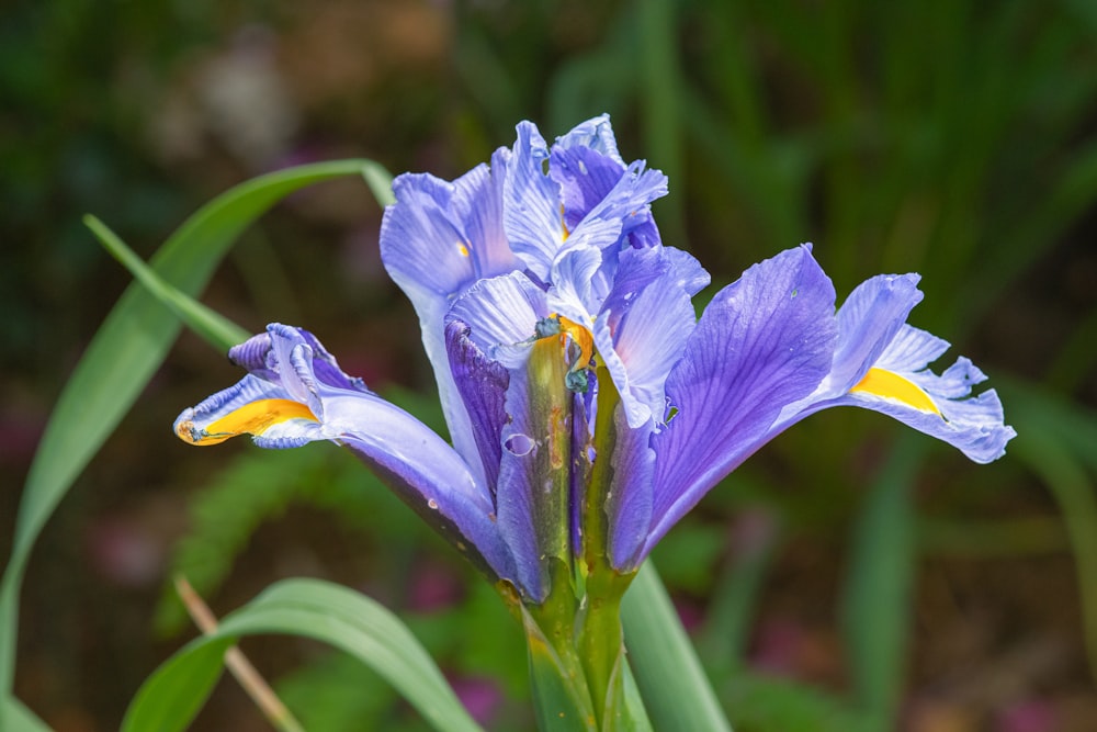 a close up of a purple flower with green leaves