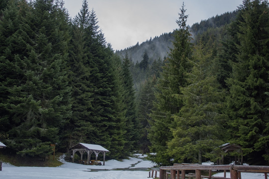 a forest filled with lots of trees covered in snow,