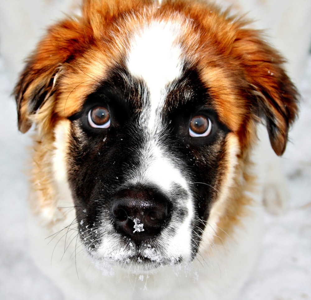 a close up of a dog's face with snow on it