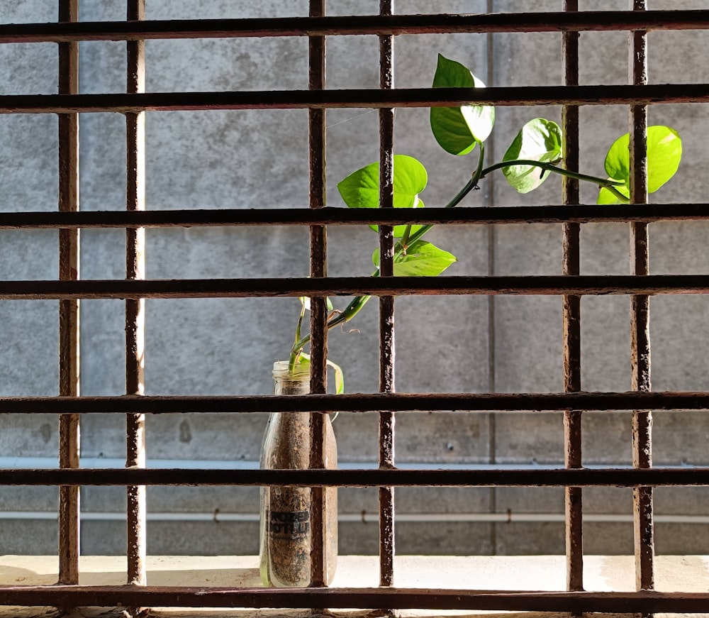 a vase with a plant in it behind bars