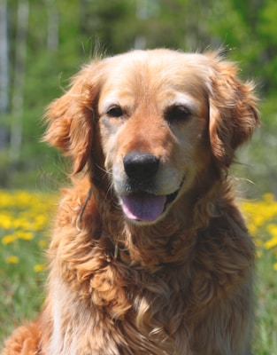 Golden retriever in field