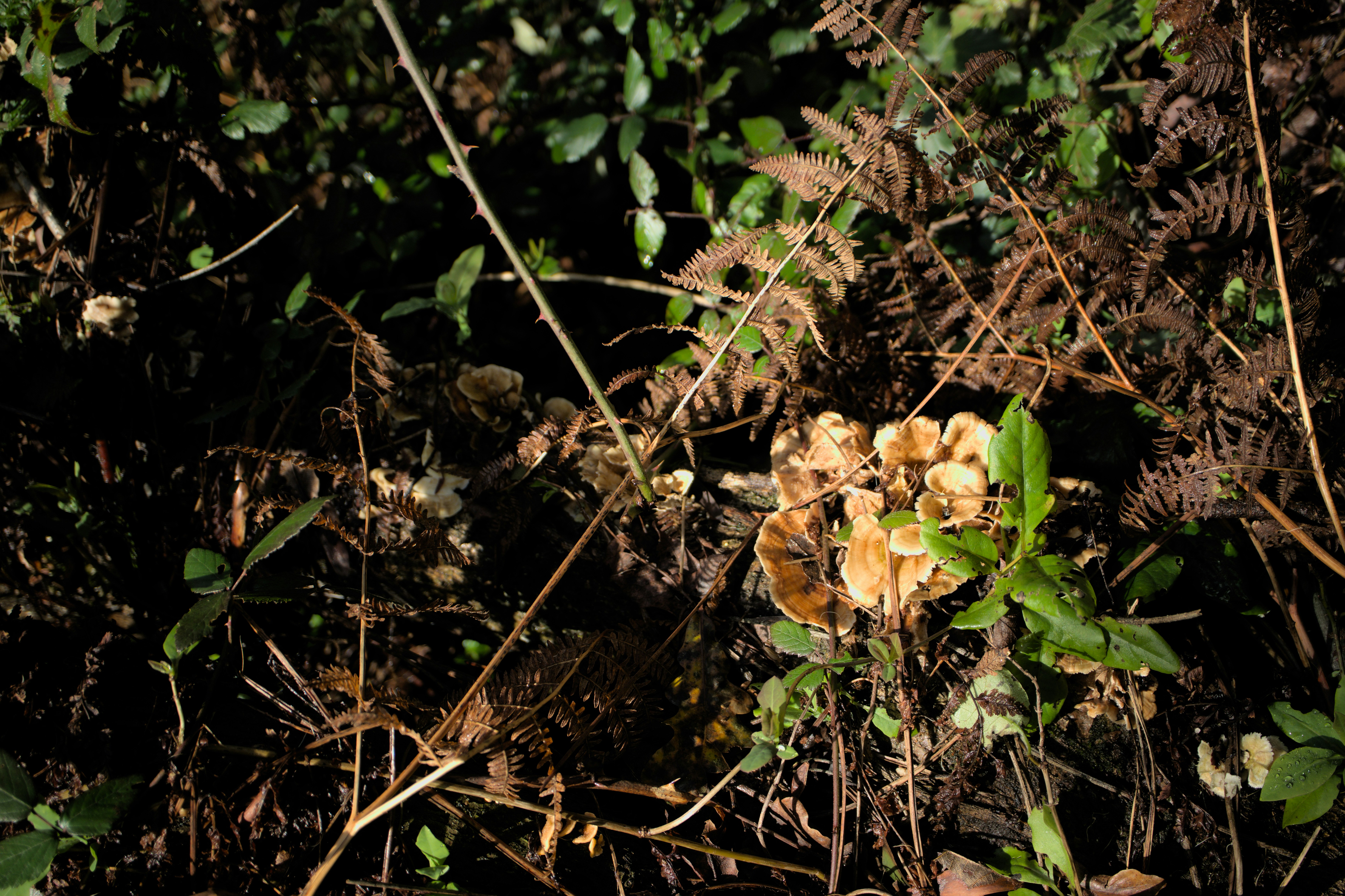 a bunch of mushrooms that are on the ground