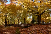A serene cemetery scene surrounded by trees with vibrant autumn foliage. The ground is covered with a thick layer of fallen leaves in shades of yellow, orange, and red, providing a warm and peaceful atmosphere. Several gravestones and monuments are visible, situated among the trees, which are filtering the sunlight.