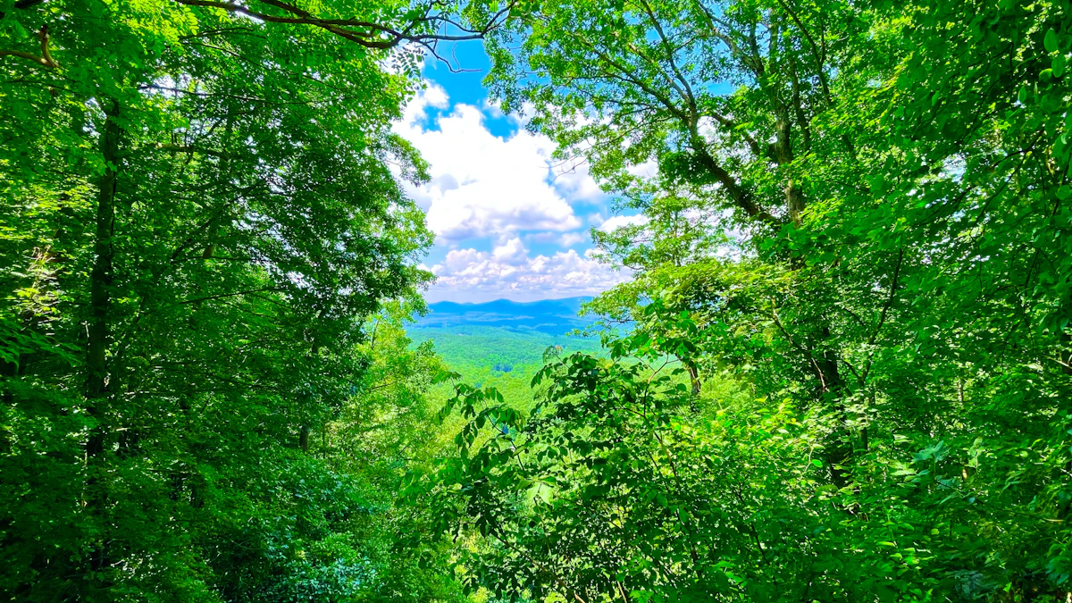 A gap in thick green forest at Amicalola Falls, looking out to a far valley and ridges
