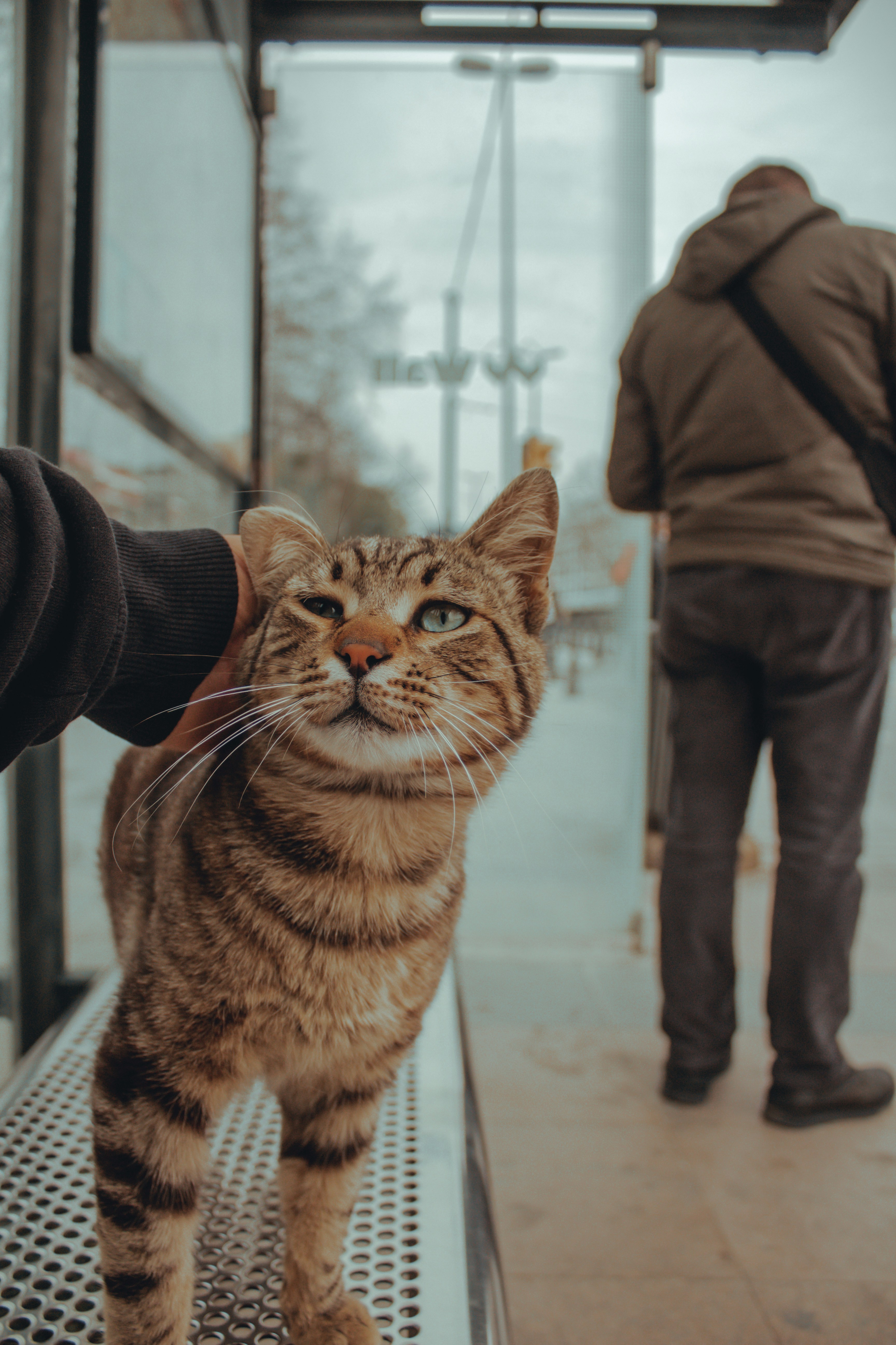 a cat standing on a metal bench next to a person