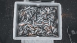 Anchoveta fish being carefully packed into containers for international shipping
