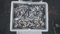 Anchoveta fish being carefully packed into containers for international shipping