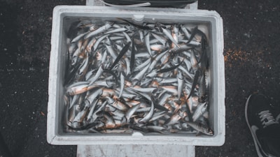 A warehouse filled with frozen seafood.