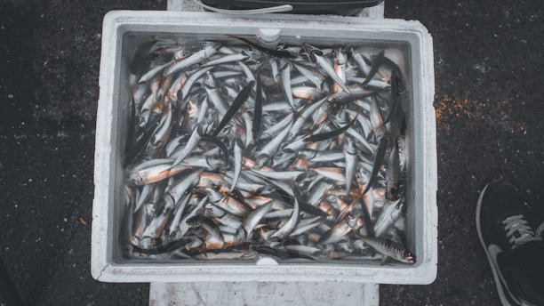 A large white container filled with numerous small, silvery fish. The fish are tightly packed together and partially submerged in water. The environment appears to be wet, possibly a market or a fishing dock.