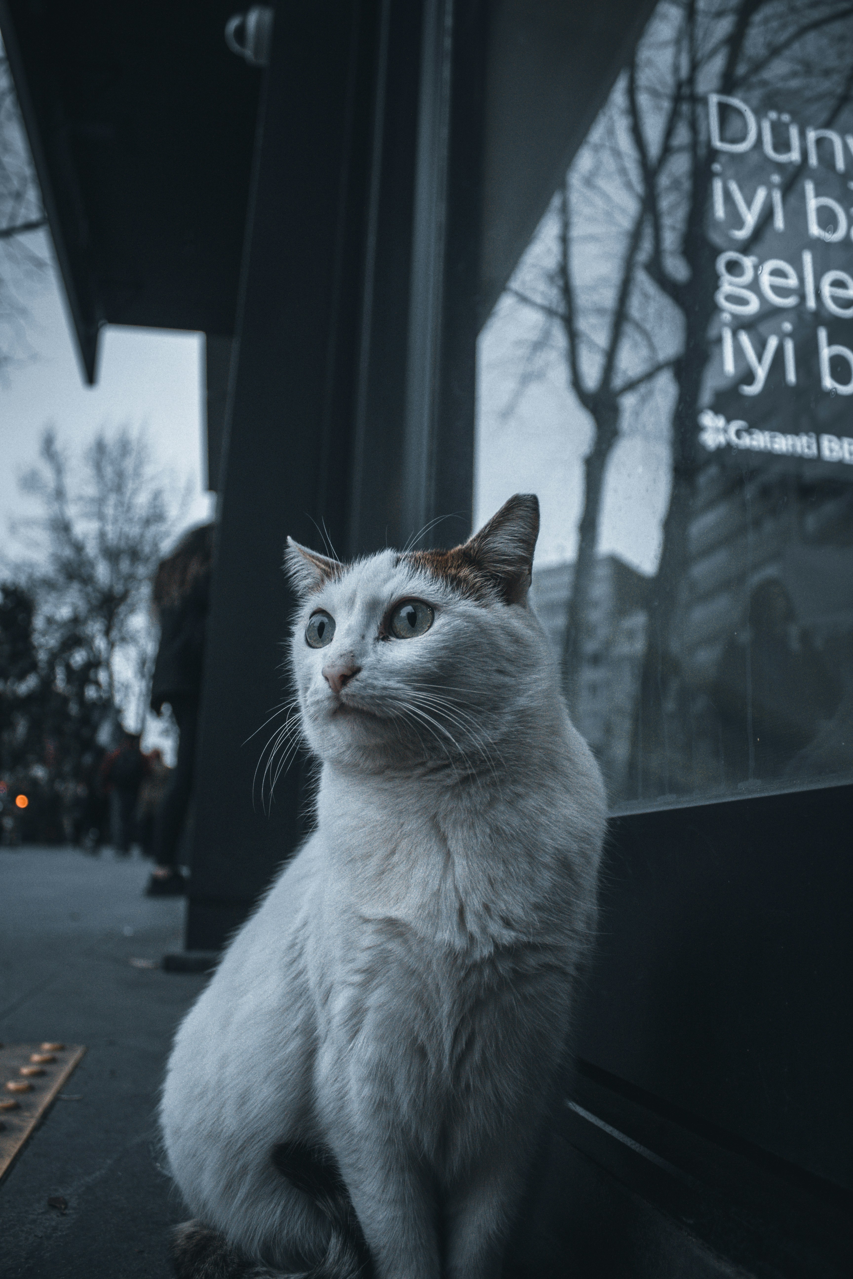 a white cat sitting on the side of a building