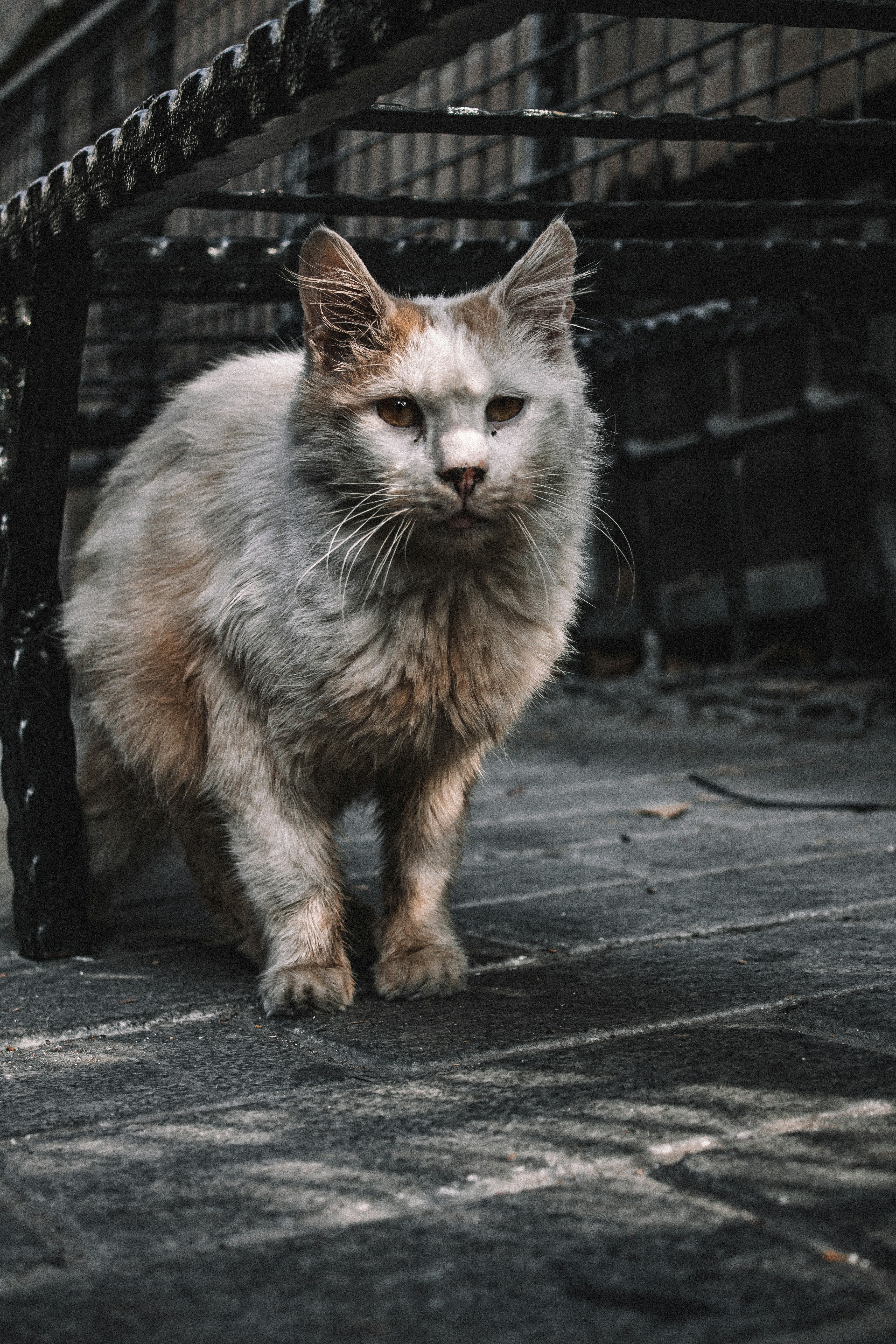 Health Benefits for Aging Hearts (image credits: unsplash)