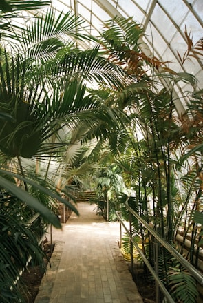 A greenhouse pathway surrounded by lush, tall palm leaves and various tropical plants. The structure of the greenhouse features a transparent, arched roof allowing soft natural light to filter through.