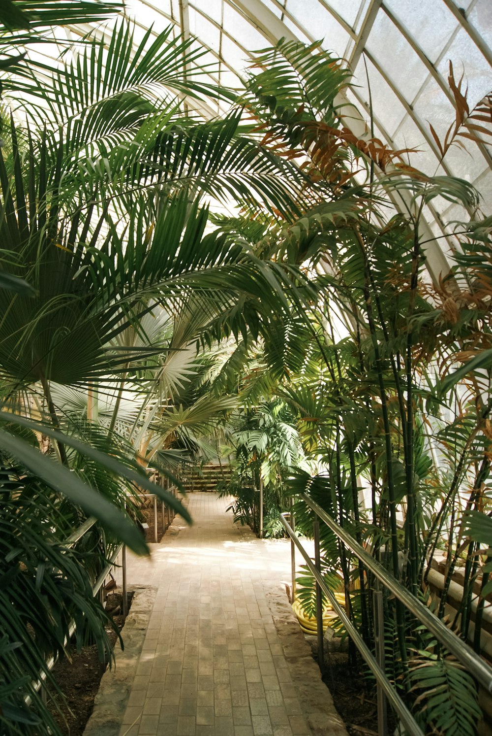 a walkway in a greenhouse with lots of palm trees