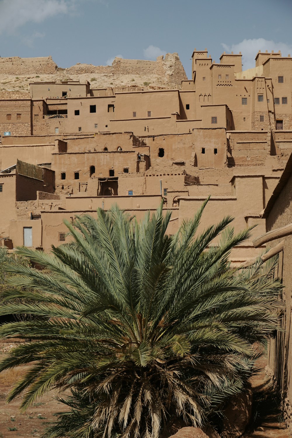 a palm tree in front of a brown village