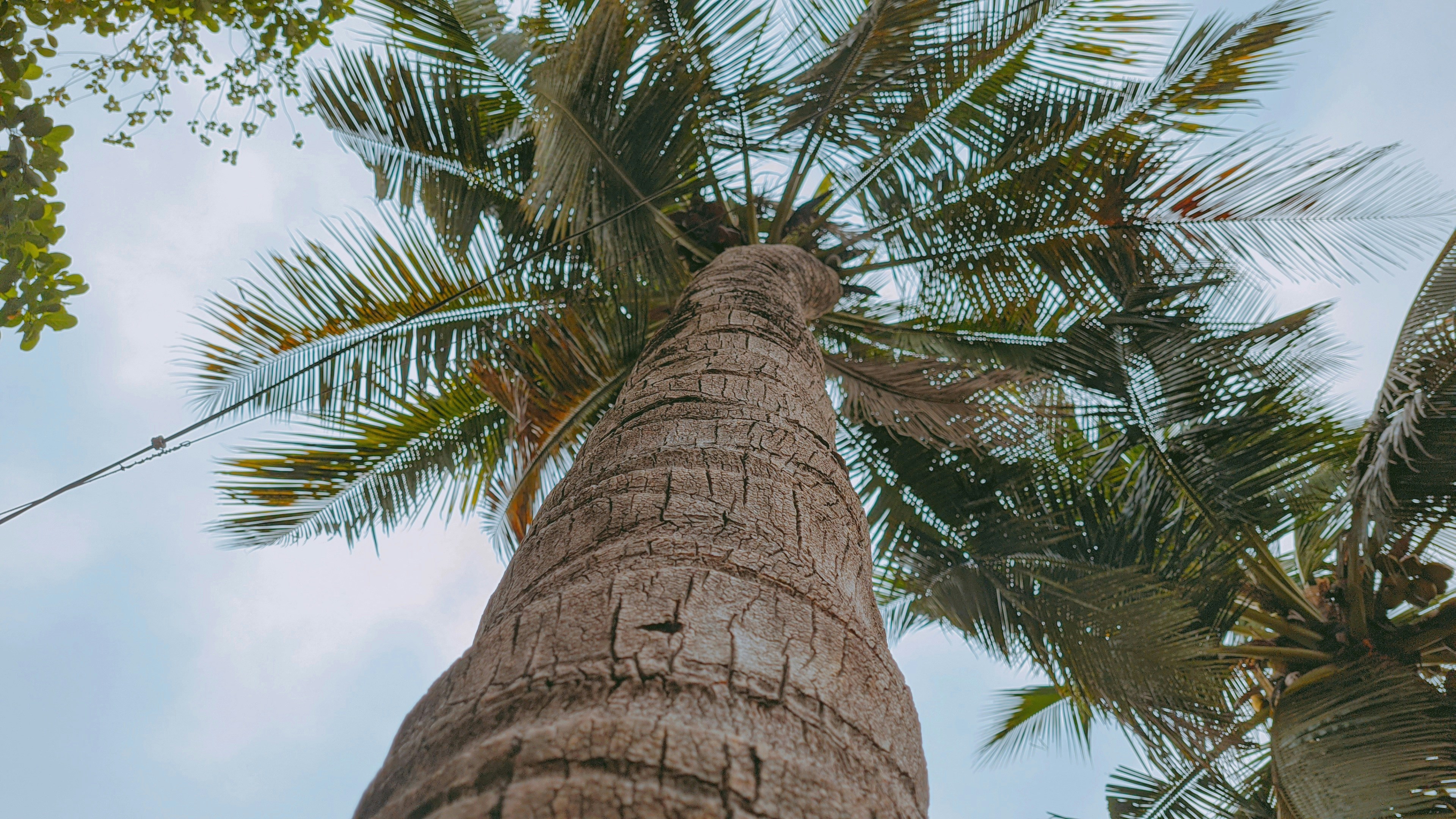 a tall palm tree with a sky background
