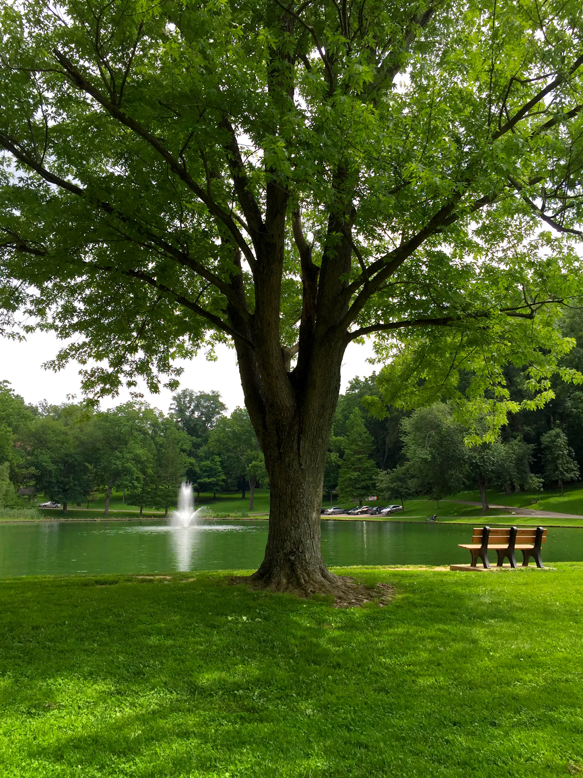 Parc urbain ombragé par de grands arbres