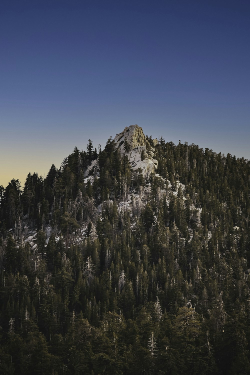 a mountain covered in lots of trees under a blue sky