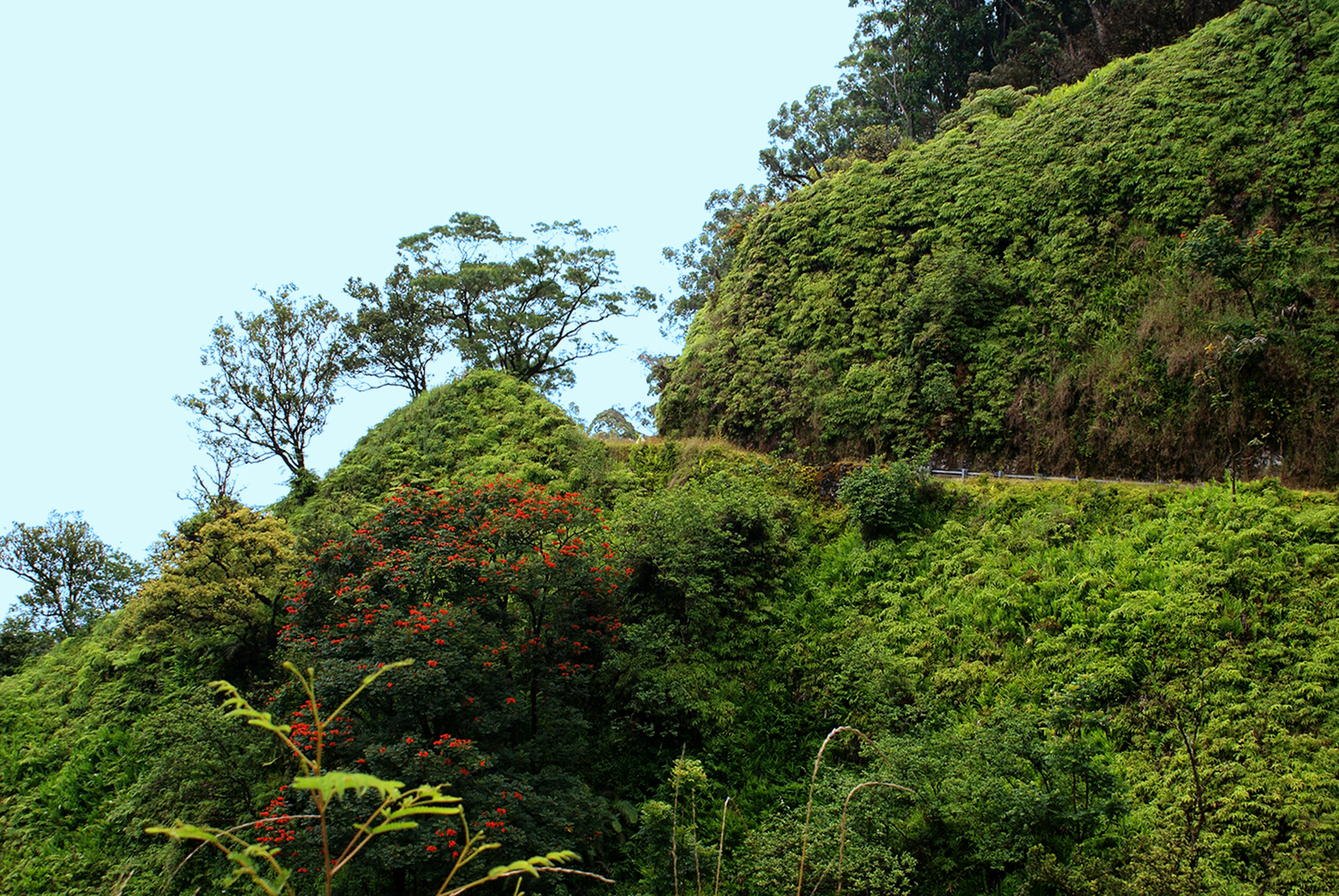 The Medicinal Plants of Volcanic Regions (image credits: unsplash)