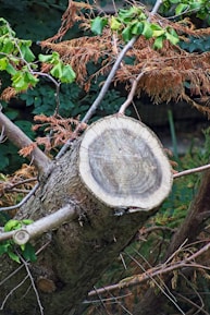 A freshly cut tree trunk with visible growth rings is surrounded by both green and brown leaves, indicating a mix of healthy and dried foliage. The background is dense with other greenery, creating a natural forest setting.