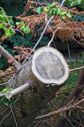 Team members gathered around a young tree, discussing its health and growth.