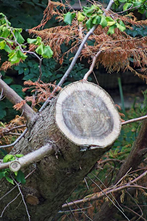 Before and after images showing natural tree shaping and balanced growth
