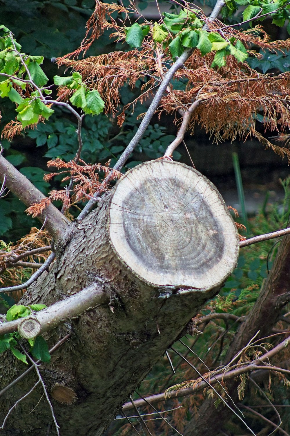 a tree that has been cut down with a chainsaw