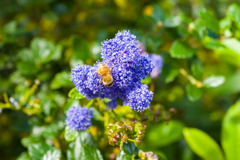 a bee sitting on top of a blue flower