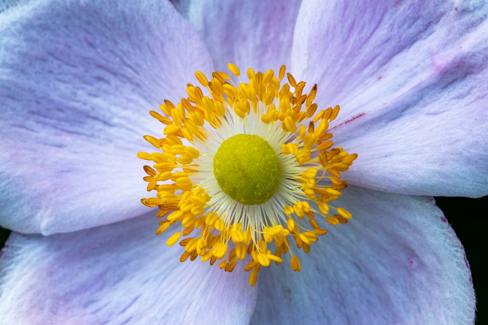 a close up of a blue flower with yellow stamen