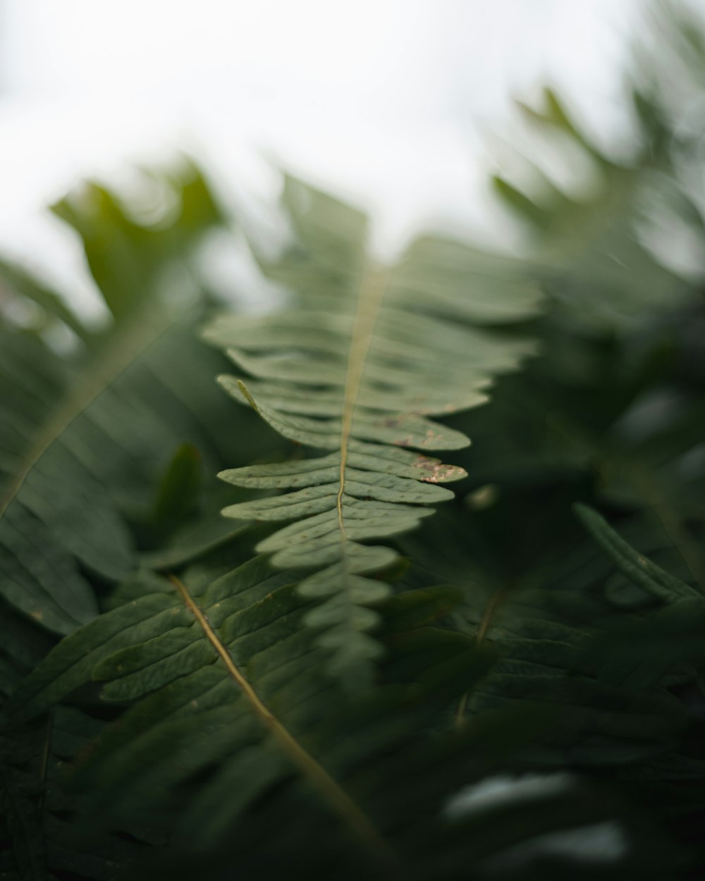 a close up of a green leaf on a tree