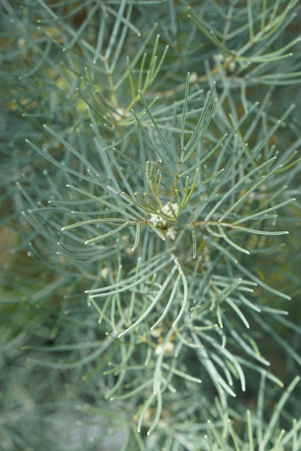 a close up of a pine tree branch