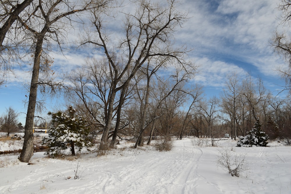 a snow covered field with trees and snow on the ground