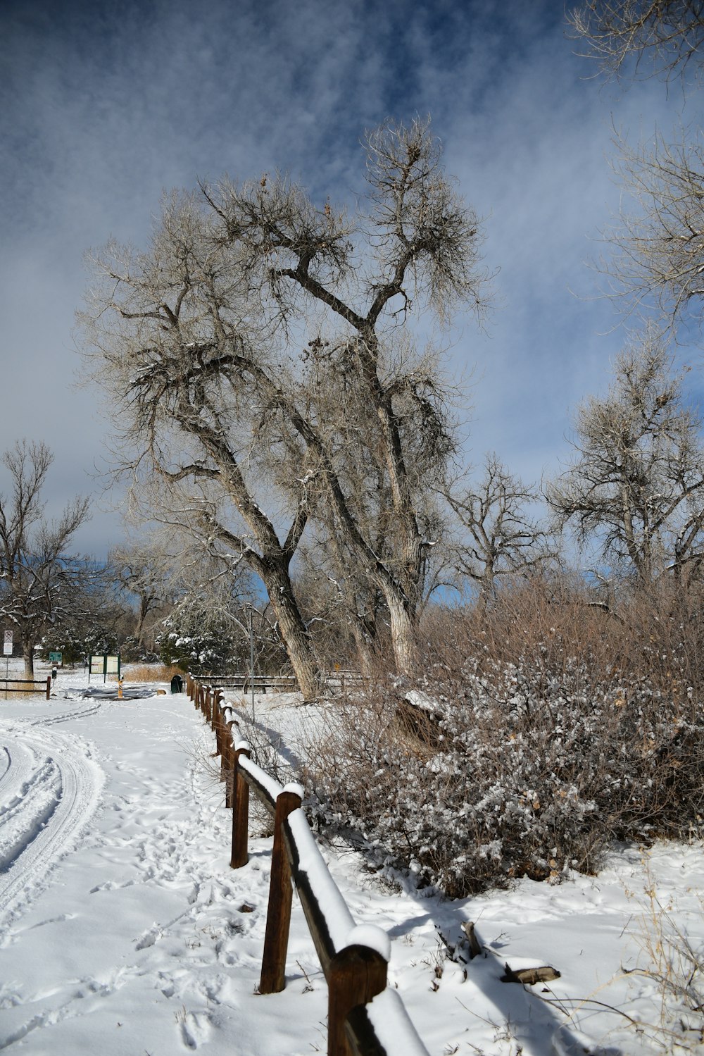 a snow covered path leading to a large tree