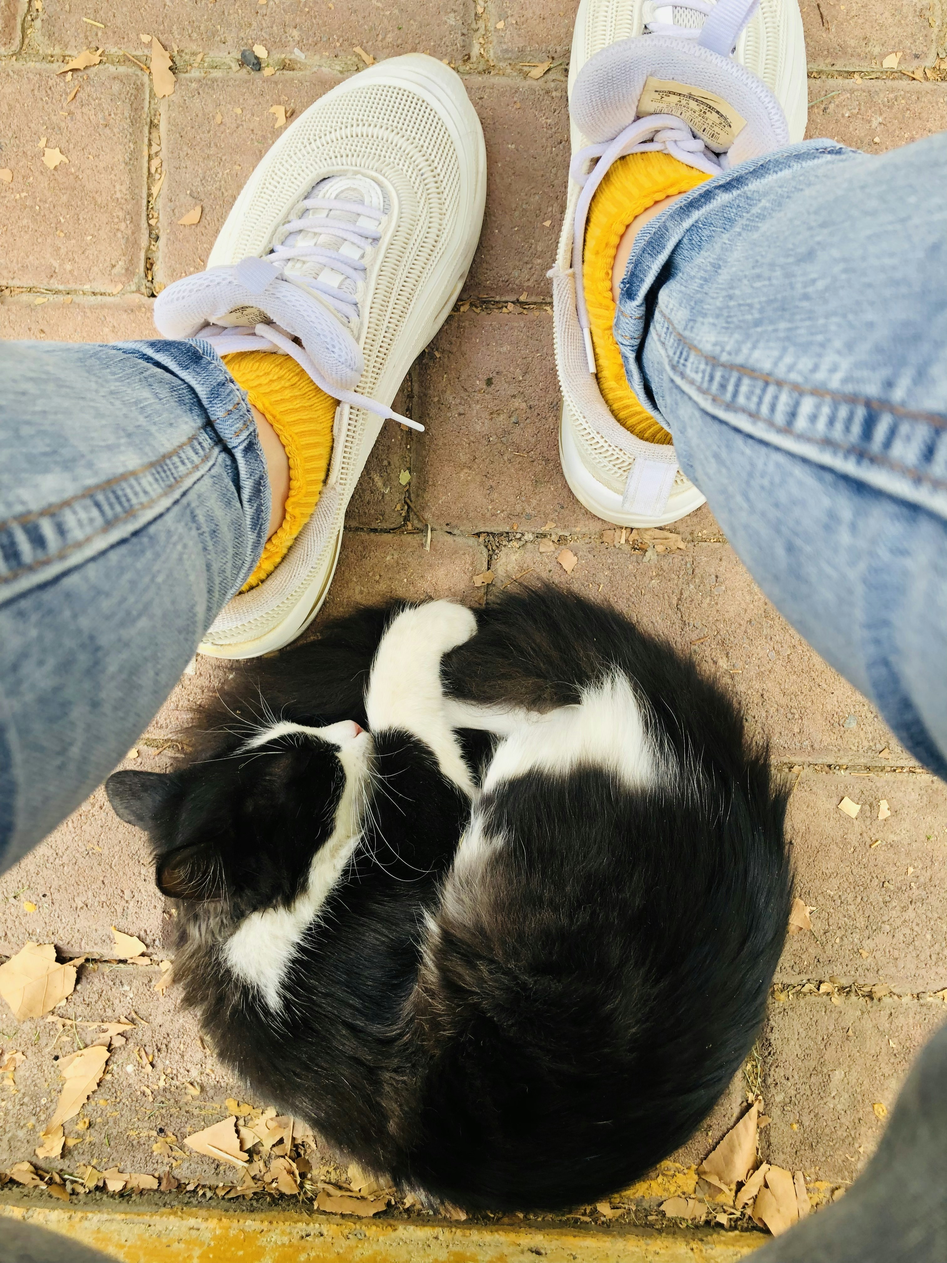 a black and white cat laying on top of a brick floor