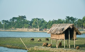 A small, elevated hut made of thatched palm leaves stands on stilts near a body of water. Several goats graze on the grassy patch in front of the hut. In the background, there are tall palm trees and a clear blue sky.