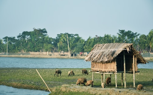 A small, elevated hut made of thatched palm leaves stands on stilts near a body of water. Several goats graze on the grassy patch in front of the hut. In the background, there are tall palm trees and a clear blue sky.