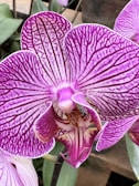 Close-up of a purple moth orchid with delicate veining