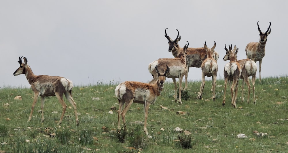 a herd of antelope standing on top of a lush green field